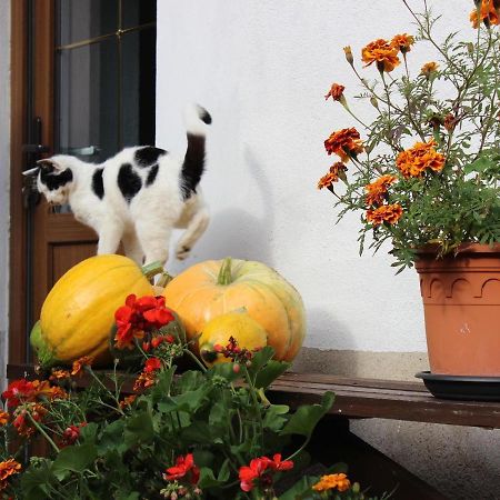 Ferienhaus Christine Schenkendobern ภายนอก รูปภาพ